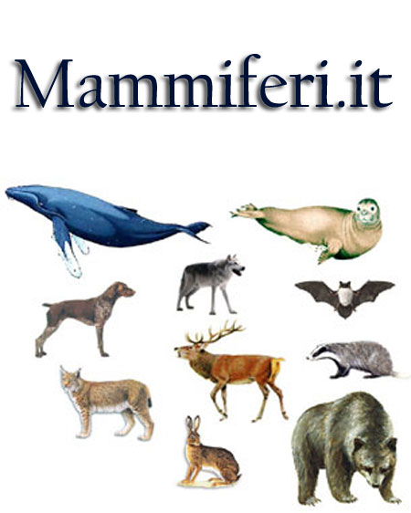 I+mammiferi